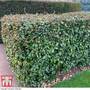 Elaeagnus ebbingei (Hedging)