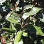 Elaeagnus x ebbingei 'Clone'
