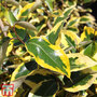 Elaeagnus x submacrophylla 'Gilt Edge'