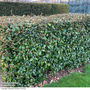 Elaeagnus ebbingei (Hedging)