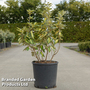 Elaeagnus ebbingei 'Limelight'