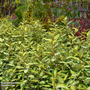 Elaeagnus ebbingei 'Maryline'