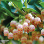 Enkianthus campanulatus