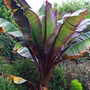 Ensete 'Ethiopian Black Banana'