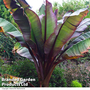 Ensete 'Ethiopian Black Banana'