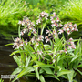 Epipactis palustris (Marginal Aquatic)