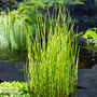 Equisetum fluviatile (Marginal Aquatic)