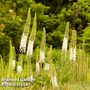 Eremurus 'Foxtrot'
