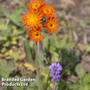 Erigeron aurantiacus