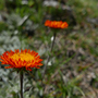 Erigeron aurantiacus