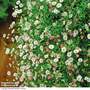 Erigeron karvinskian 'US Profusion'