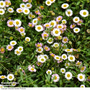 Erigeron karvinskianus 'Profusion' - Seeds