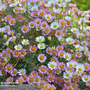 Erigeron 'Stallone'