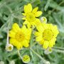 Eriophyllum lanatum