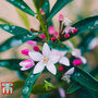 Philotheca myoporoides - Gift