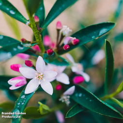 Eriostemon myoporoides (Gin & Tonic Plant) - Gift