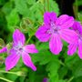 Erodium manescavii