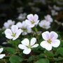 Erodium reichardii 'White'