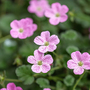 Erodium x variabile 'Flore Plenum'