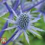 Eryngium planum