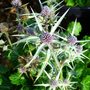 Eryngium variifolium Miss Marbel