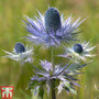 Eryngium alpinum