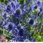 Eryngium 'Blue Steel'