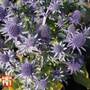 Eryngium planum 'Blue Hobbit'