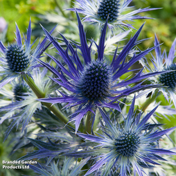 Eryngium x zabelii 'Big Blue'