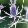 Eryngium leavenworthii - Kew Flowerhouse Collection Seeds