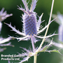 Eryngium leavenworthii - Kew Flowerhouse Seed Collection