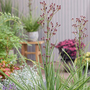 Eryngium 'Magical Red Thunder'