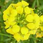 Erysimum cheiri Golden Gem