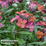 Erysimum 'Constant Cheer'