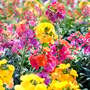 Wallflower 'Harlequin Mixed'