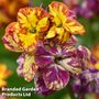 Erysimum 'Fire & Flame'