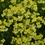 Erysimum 'Golden Jubilee'