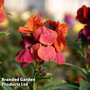 Erysimum 'Winter Orchid'