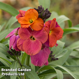 Erysimum 'Winter Orchid'