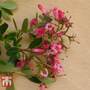 Escallonia rubra 'Macrantha'