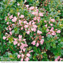 Escallonia 'Apple Blossom'