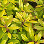 Escallonia 'Glowing Embers'
