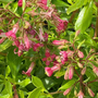 Escallonia mutis 'Golden Carpet'