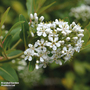 Escallonia 'Iveyi'