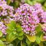 Escallonia laevis 'Pink Lemon'