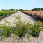 Escallonia 'Pinky Carpet'