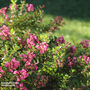Escallonia 'Red Dream'