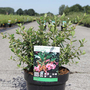 Escallonia rubra 'Macrantha'