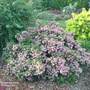 Escallonia 'Showstopper'