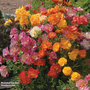 Californian Poppy 'Jelly Beans' - Seeds